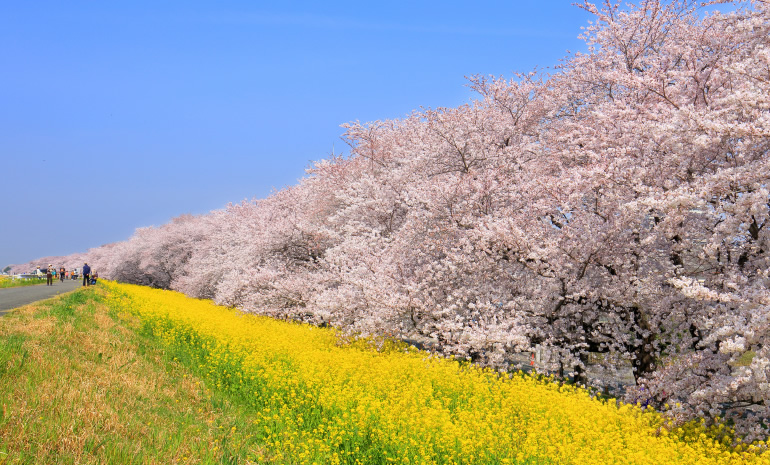 熊谷桜堤