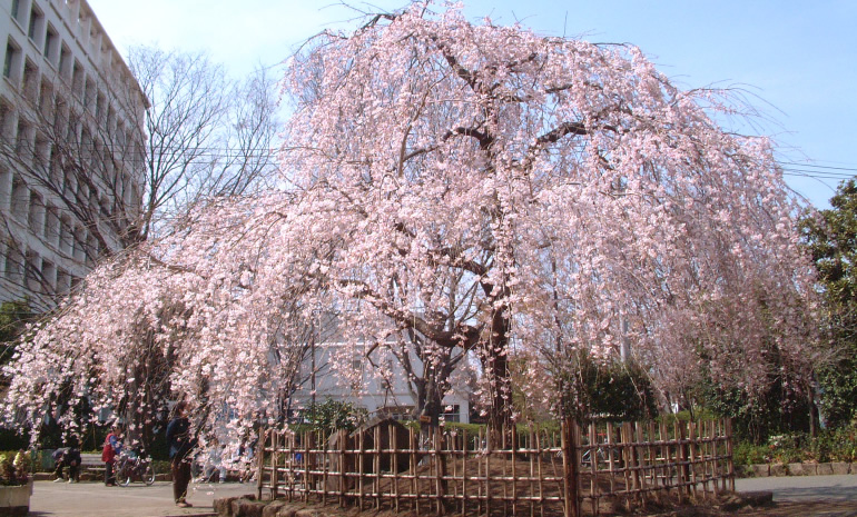 中央公園