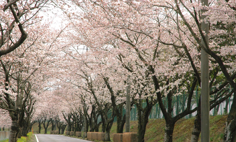 三本地区