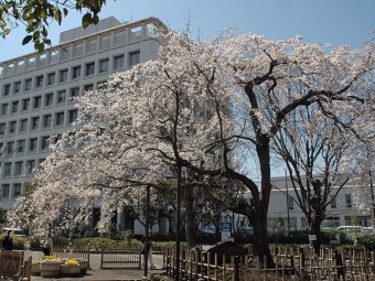 中央公園