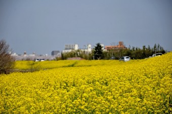 菜の花（荒川河川敷）