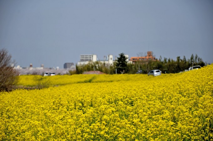 菜の花（荒川河川敷）