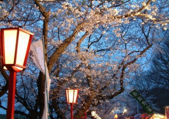 夜桜ボンボリ