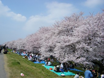 熊谷桜堤提供用