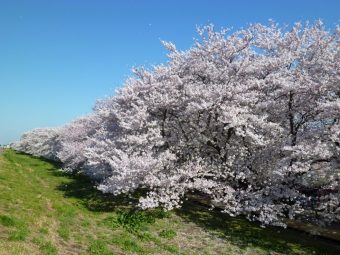 sakura