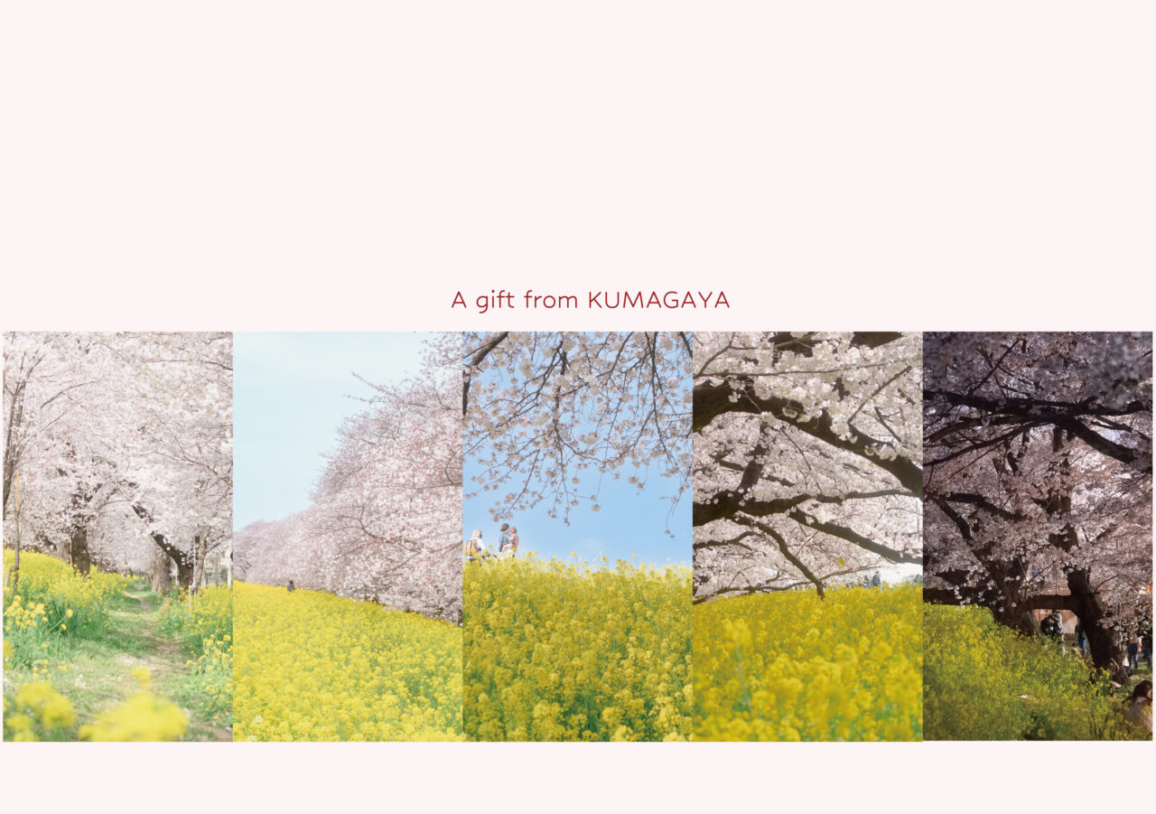 買えるくまがやONLINE　熊谷桜堤　満開の桜ポストカード（５枚セット）