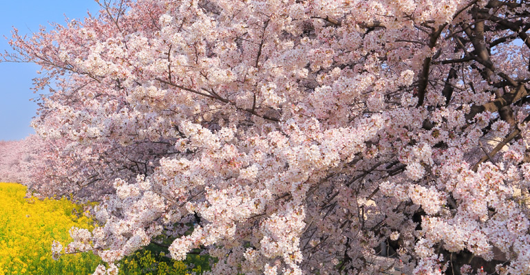 Cherry Blossoms