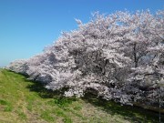 熊谷桜堤