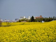 菜の花（荒川河川敷）